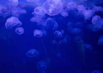 Cientistas tentam desvendar os segredos da água-viva