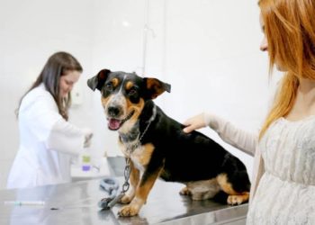 Brasília aprova Samu para animais no dia em que o Congresso tirou R$ 500 milhões da Saúde