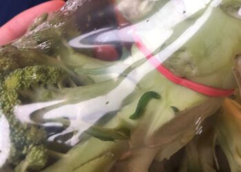 INCRÍVEL: Homem encontra lagartas em brócolis e, ao invés de matá-las, decide criá-las