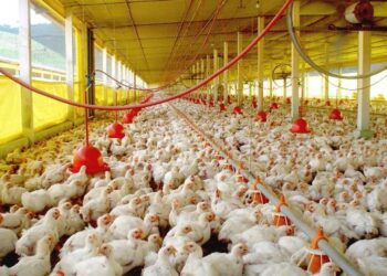 Mesmo sob pandemia, exportações de carne de aves disparam em MS, aponta relatório