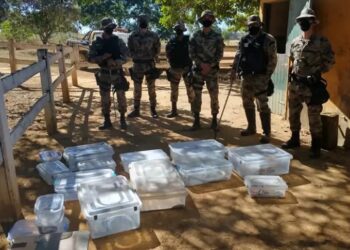 Ataque de naja leva polícia a descobrir criadouro com 16 cobras exóticas