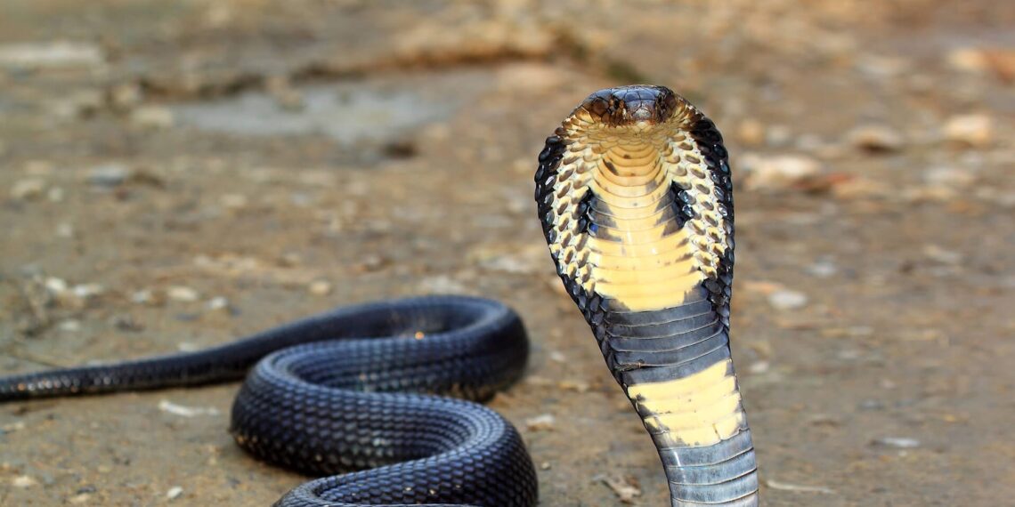 Estudante de Veterinária é internado em estado grave após ser mordido por cobra naja