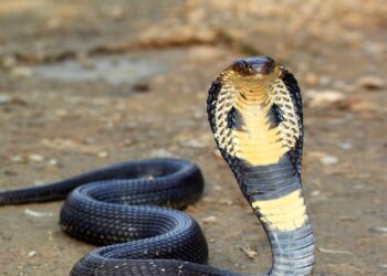 Estudante de Veterinária é internado em estado grave após ser mordido por cobra naja