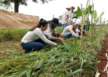 Agricultura familiar do Estado deve receber R$ 60 milhões em investimentos