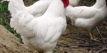 MISTÉRIO: Afinal, que espécie de ave é o “chester” consumido no Natal?