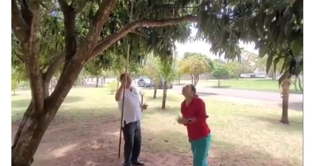 Jornalista que filmou Nelsinho pegando manga recebeu R$ 861 mil do senador em 3 anos