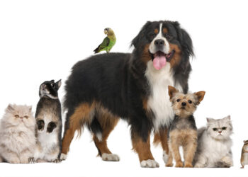 Maioria dos leitores aprova nome de humanos em animais de estimação