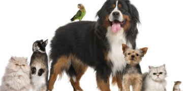 Maioria dos leitores aprova nome de humanos em animais de estimação