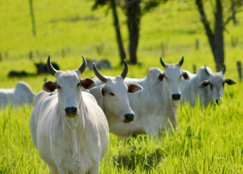 Estado terá novos mercados com área livre da aftosa sem vacinação em 2023