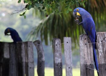 Governo libera R$ 900 mil para proteção da arara-azul e do tamanduá-bandeira