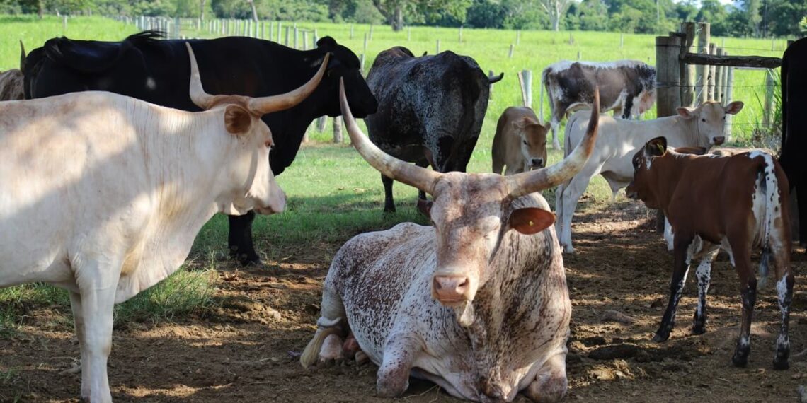 MS quer levar carne bovina pantaneira sustentável e orgânica a novos mercados