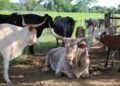 MS quer levar carne bovina pantaneira sustentável e orgânica a novos mercados