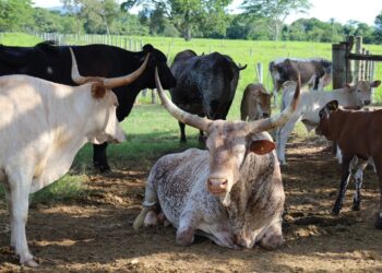 MS quer levar carne bovina pantaneira sustentável e orgânica a novos mercados