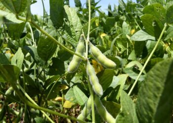 Produção agrícola de MS atingirá 70 milhões de t em 2023, anuncia governador