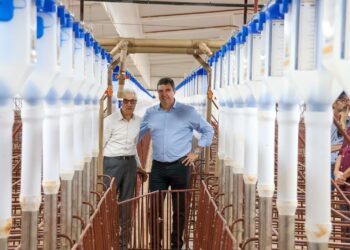Riedel anuncia investimentos privados de R$ 1 bilhão na suinocultura do Estado