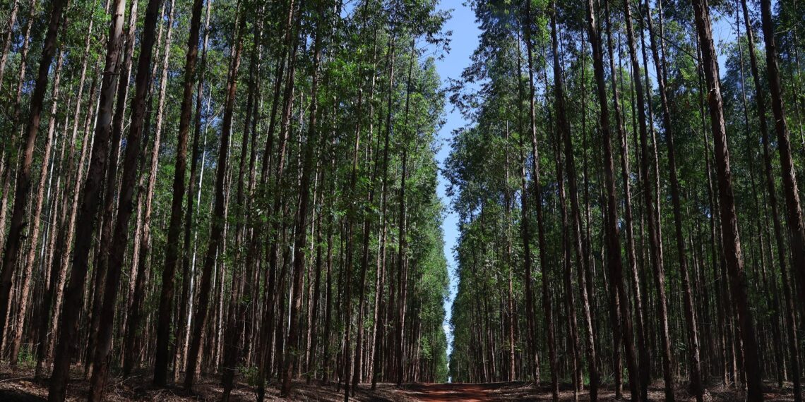 Riedel atribui crescimento de MS aos incentivos fiscais e equilíbrio financeiro