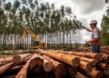 Saiba como MS caminha para se tornar líder mundial na produção de celulose
