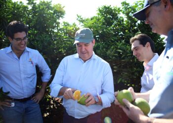Depois da soja, da carne e da celulose, MS vê expandir produção de laranja