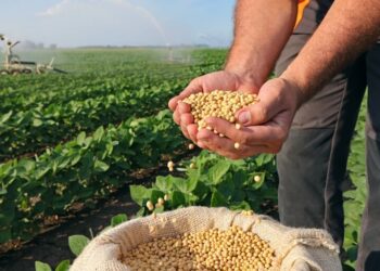 Gigante adormecido, soja é vítima da desinformação sobre modo de produção