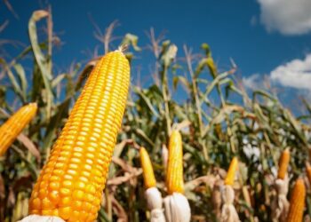 Economia de MS deve crescer 6,8% e movimentar R$ 227 bilhões em 2025