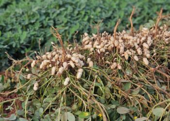 Plantação de amendoim cresce e põe MS como o 2º maior produtor no país