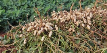 Plantação de amendoim cresce e põe MS como o 2º maior produtor no país