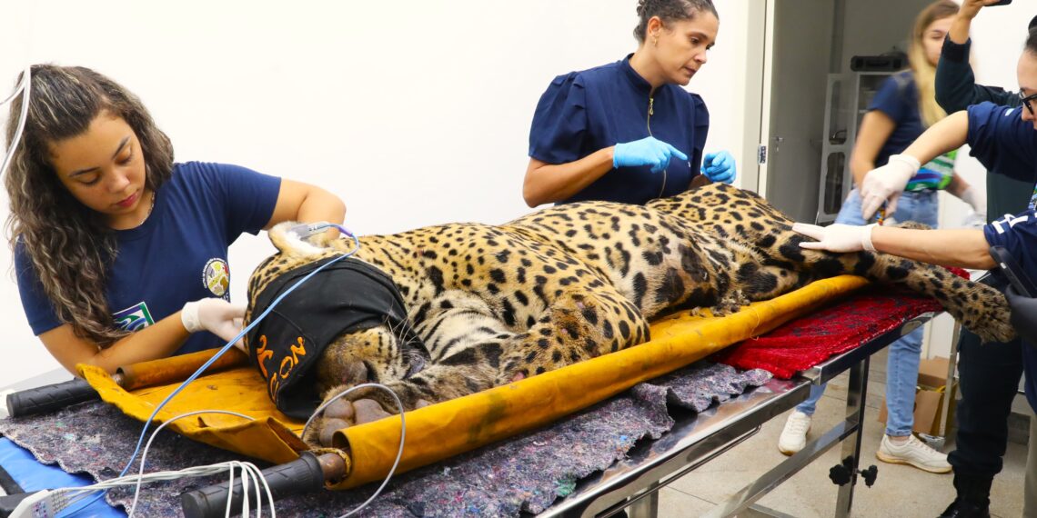 Ceva ilegal de onça pode ter motivado ataque fatal a caseiro, alerta biólogo