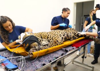 Ceva ilegal de onça pode ter motivado ataque fatal a caseiro, alerta biólogo