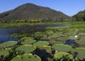 Vídeo de IA sobre o Pantanal no século XVI viraliza, mas fato foi contado há 20 anos