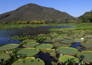 Vídeo de IA sobre o Pantanal no século XVI viraliza, mas fato foi contado há 20 anos