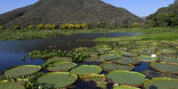 Vídeo de IA sobre o Pantanal no século XVI viraliza, mas fato foi contado há 20 anos