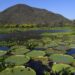 Vídeo de IA sobre o Pantanal no século XVI viraliza, mas fato foi contado há 20 anos