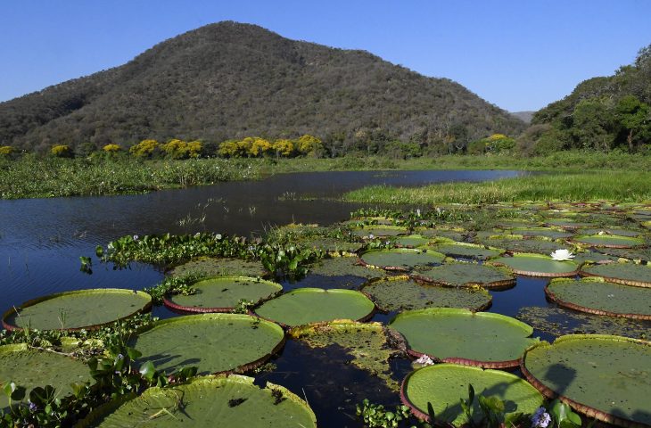 Vídeo de IA sobre o Pantanal no século XVI viraliza, mas fato foi contado há 20 anos